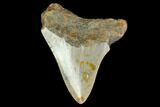 Fossil Megalodon Tooth - North Carolina #130043-2